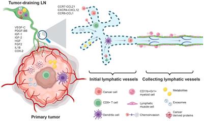 <mark class="highlighted">Lymphatic system</mark> regulation of anti-cancer immunity and metastasis